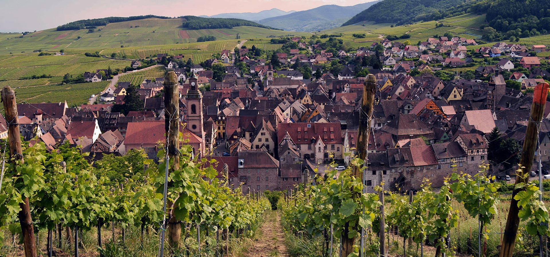 Vue plongeante sur Riquewihr